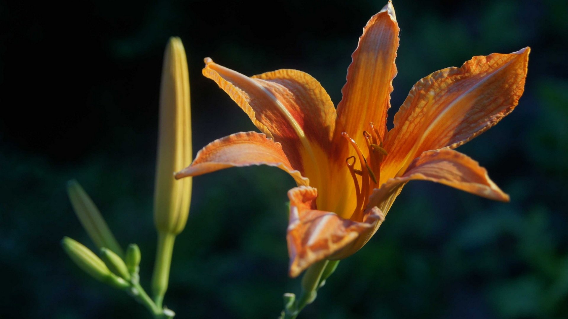 小清新,百合花,儿童桌面专用