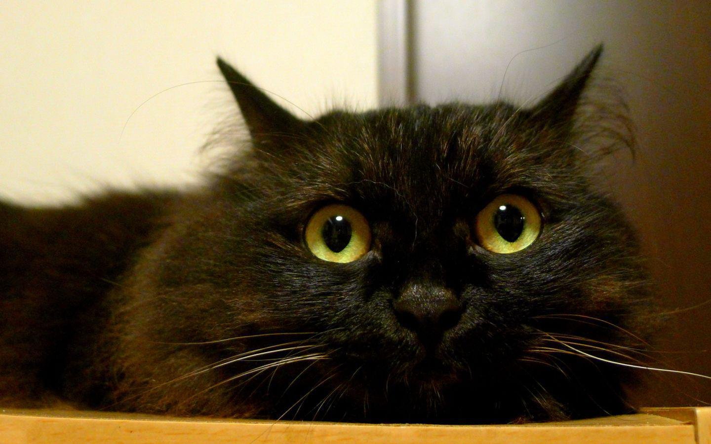 萌宠,喵星人,可爱,宠物,卖萌,憨态百出,古灵精怪,猫,儿童桌面专用