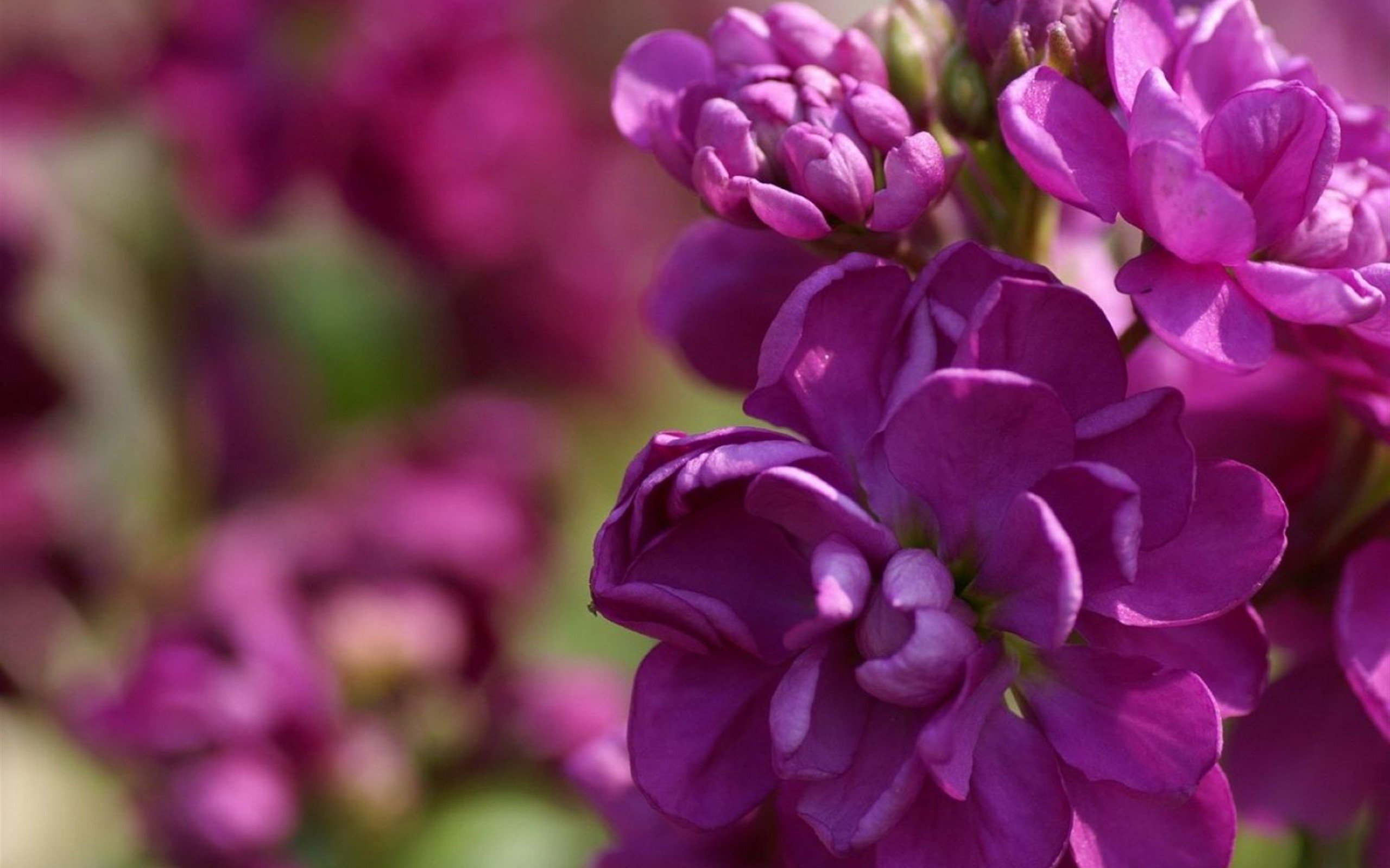 小清新,鸟语花香,花卉,1月23日,儿童桌面专用