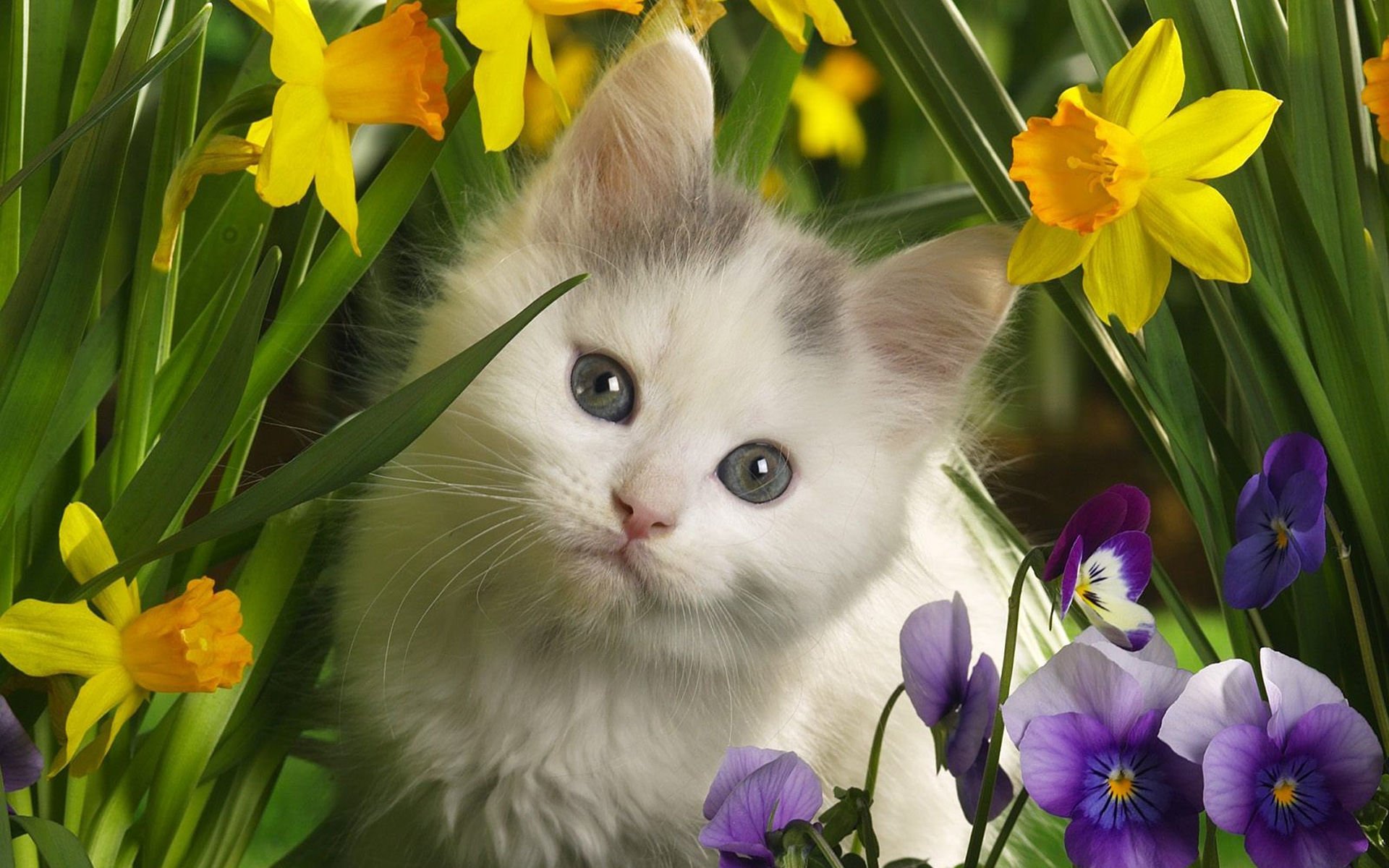 萌宠,喵星人,可爱,宠物,卖萌,猫,儿童桌面专用