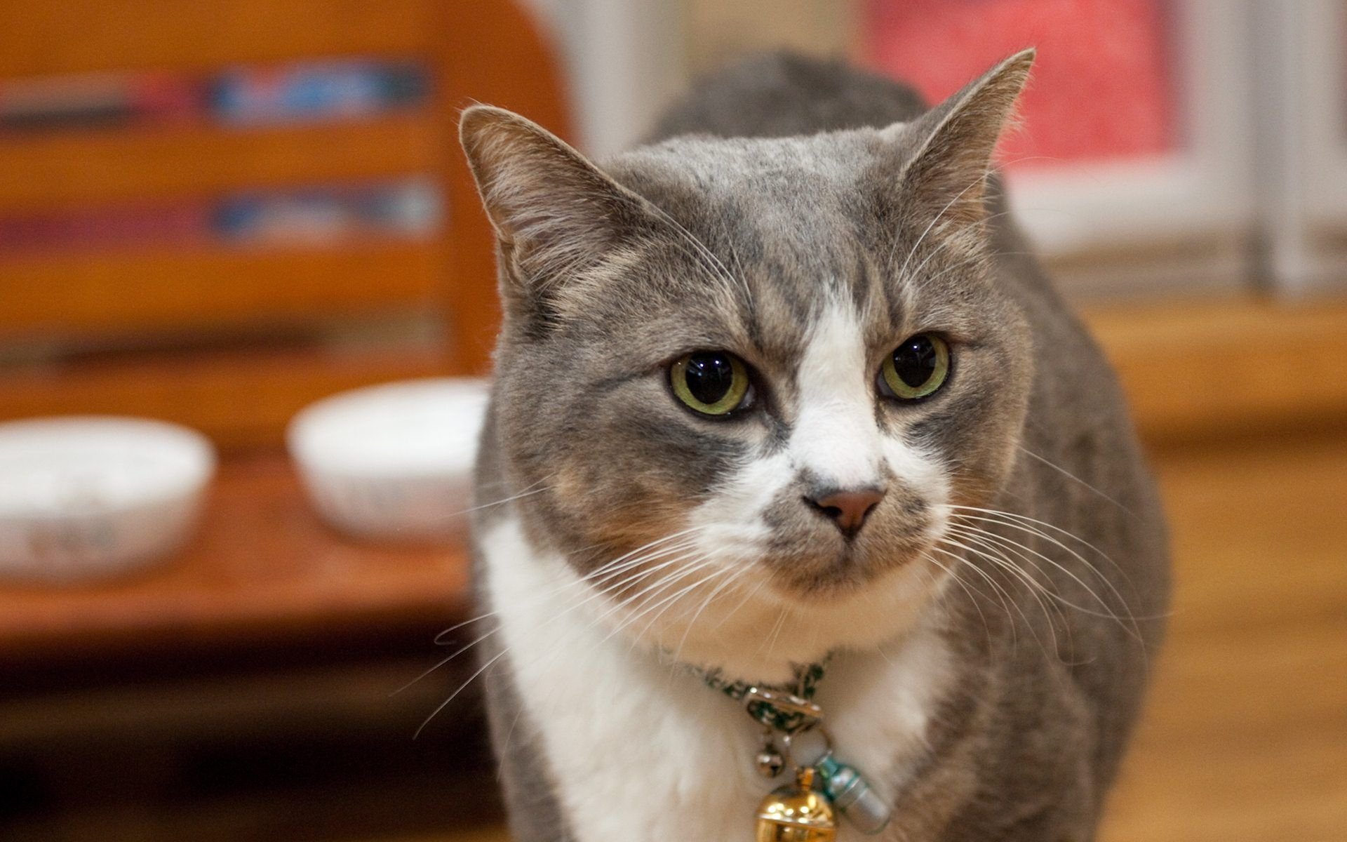 萌宠,喵星人,儿童桌面专用