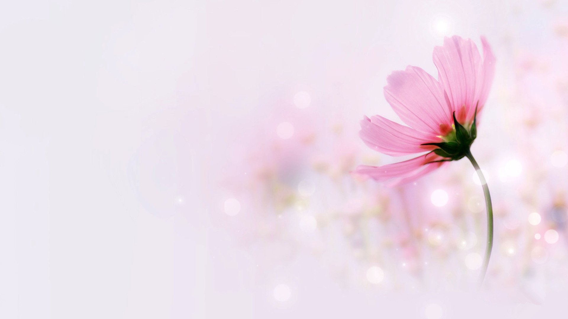 小清新,清新淡雅,花卉,1月23日,儿童桌面专用