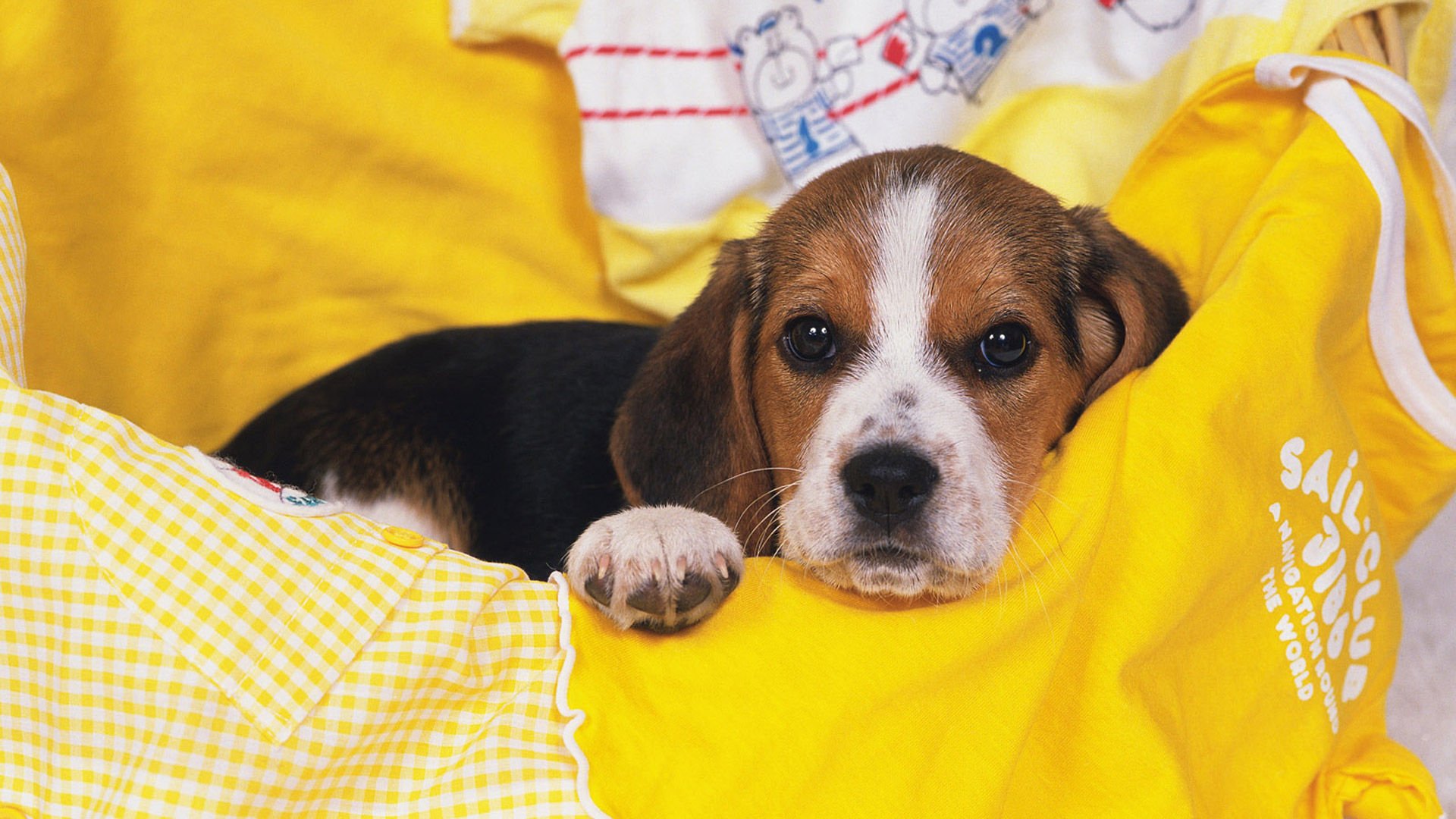 萌宠,汪星人,狗,卖萌,可爱,宠物,古灵精怪,憨态百出,儿童桌面专用