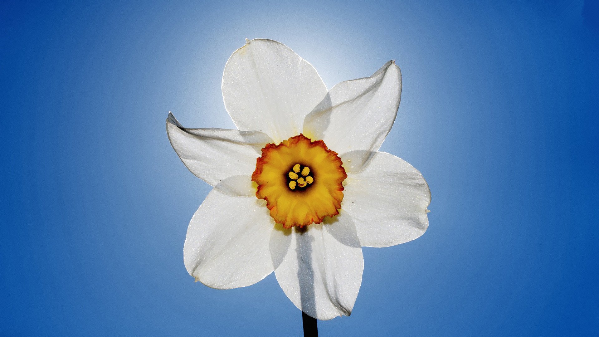 小清新,鸟语花香,花卉,一月九日,儿童桌面专用