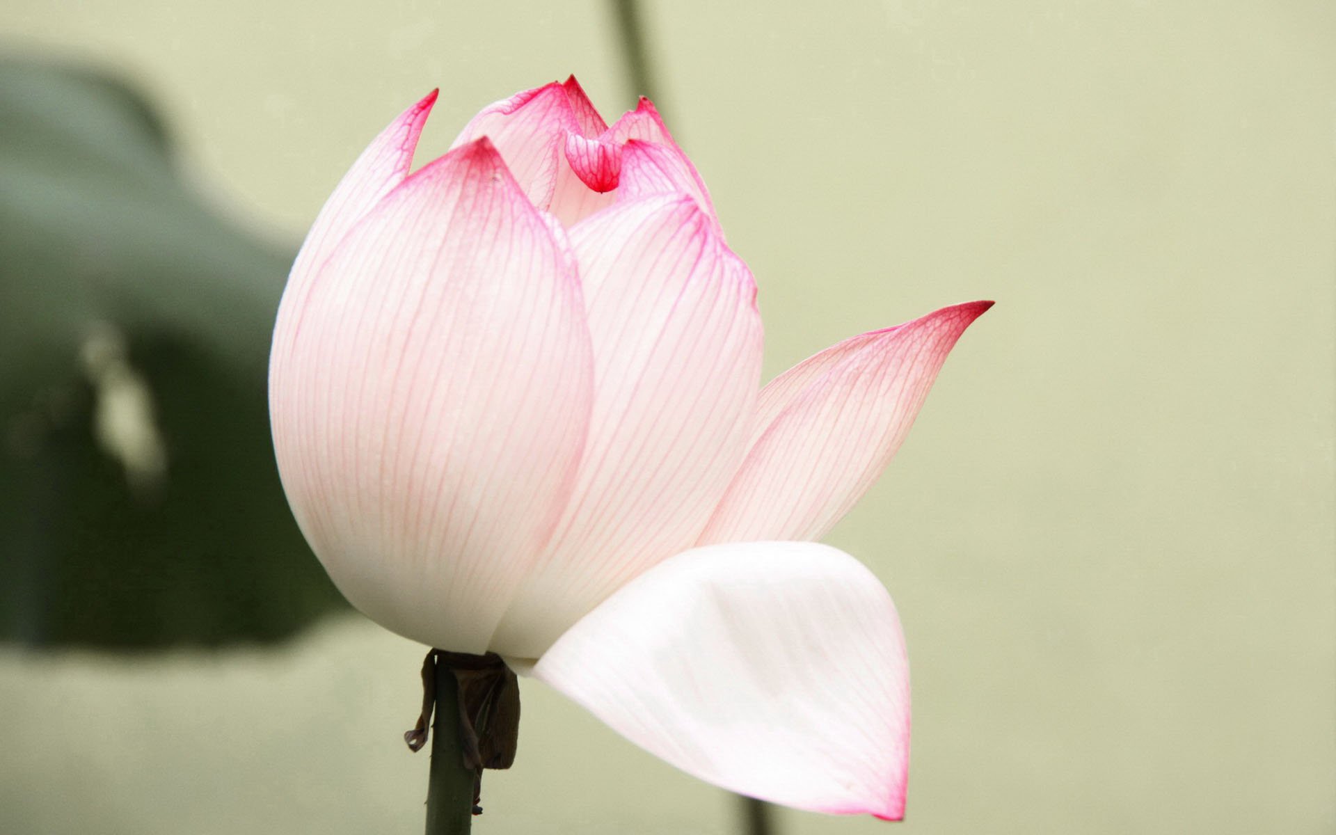 小清新,娇艳欲滴,荷花,一月九日,儿童桌面专用