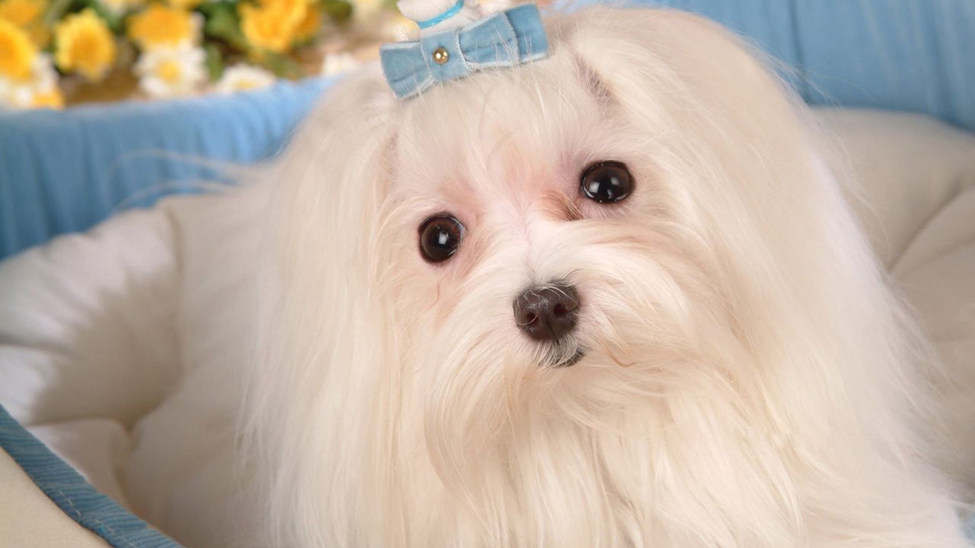 萌宠,汪星人,动物,可爱,卖萌,狗,儿童桌面专用