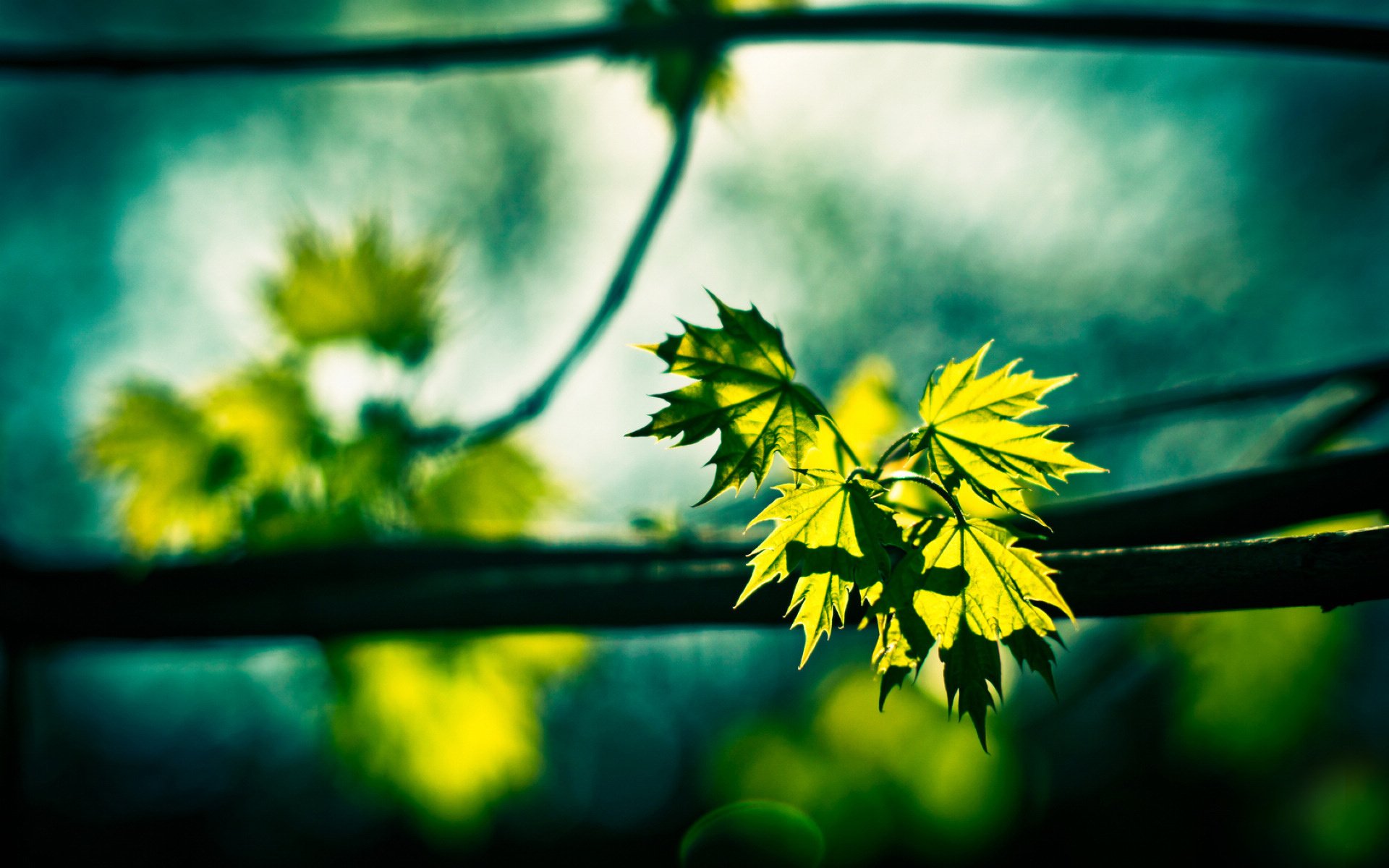 小清新,护眼壁纸,绿色,1月30日,儿童桌面专用