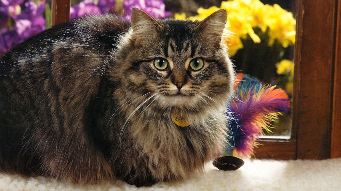 萌宠,喵星人,可爱,宠物,卖萌,猫,儿童桌面专用