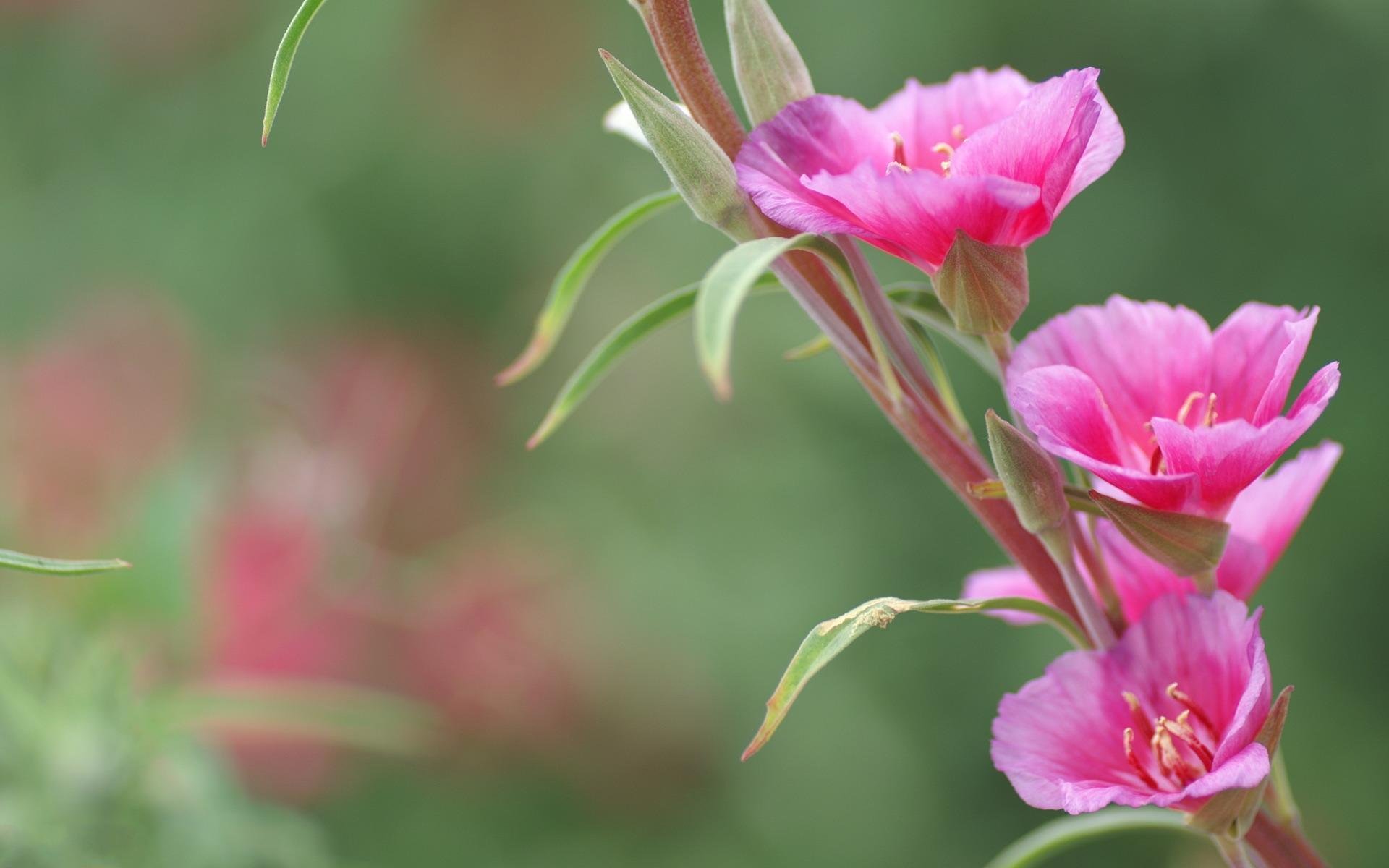 小清新,鸟语花香,花卉,1月30日,儿童桌面专用