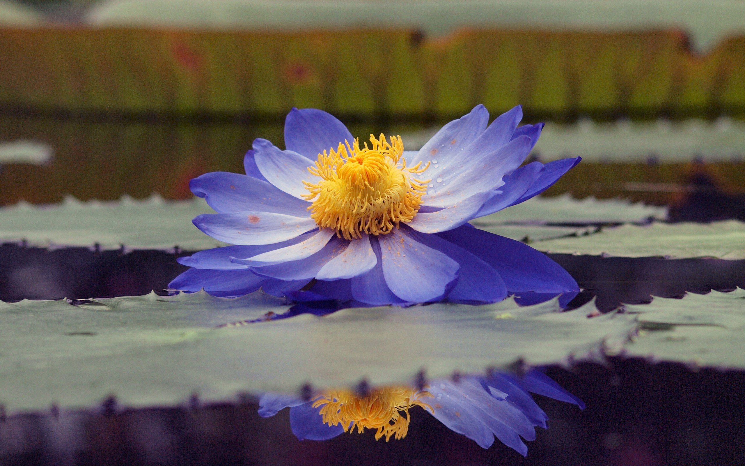 小清新,娇艳欲滴,花卉,一月十一日,儿童桌面专用