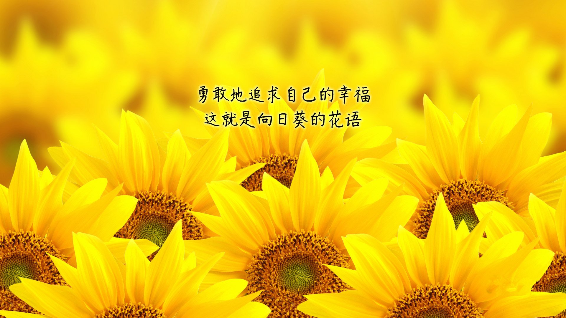 小清新,鸟语花香,励志,向日葵,1月28日,儿童桌面专用