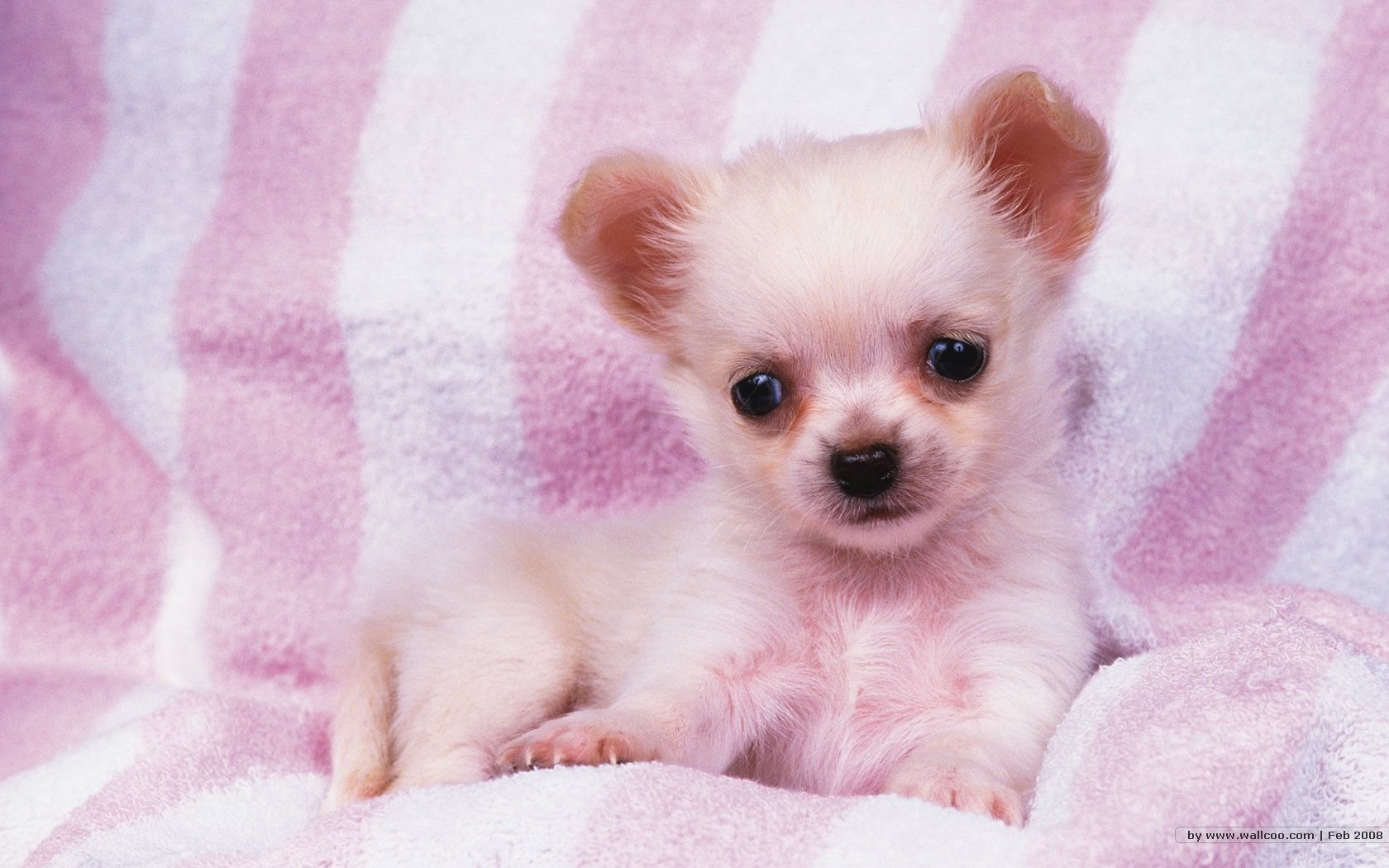 萌宠,汪星人,儿童桌面专用