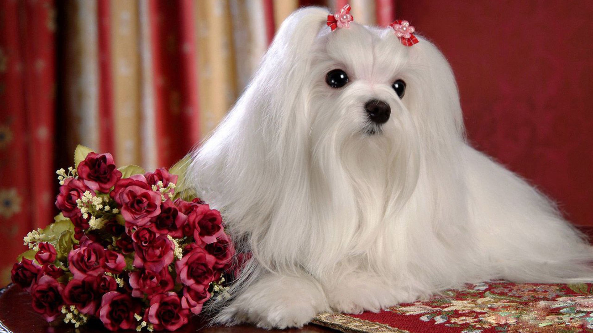 萌宠,汪星人,狗,宠物,动物,可爱,卖萌,儿童桌面专用