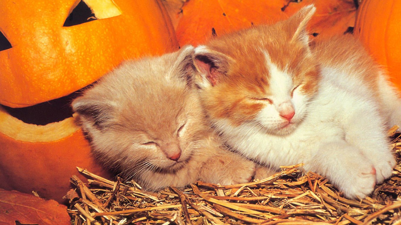 萌宠,喵星人,可爱,宠物,卖萌,猫,睡觉中,儿童桌面专用