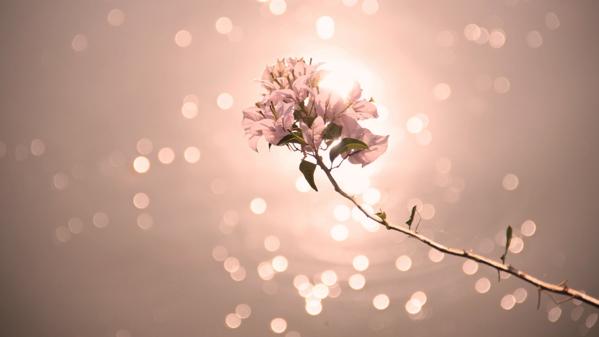 小清新,清新淡雅,花卉,1月28日,儿童桌面专用