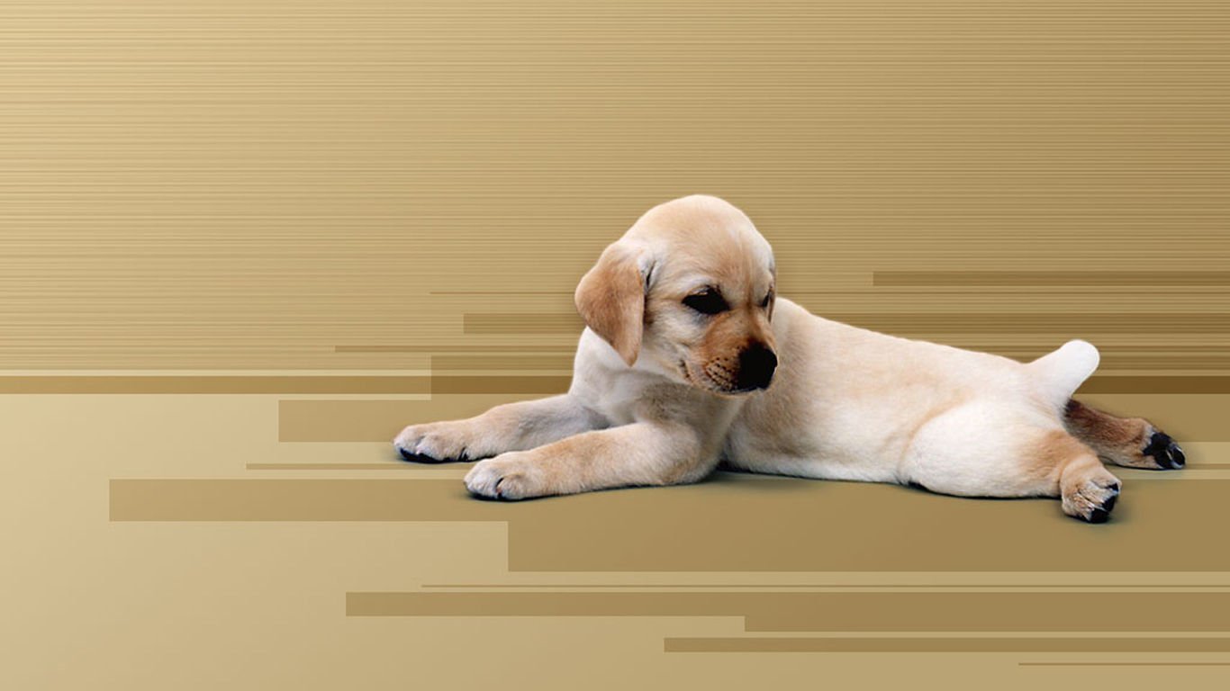 萌宠,汪星人,儿童桌面专用