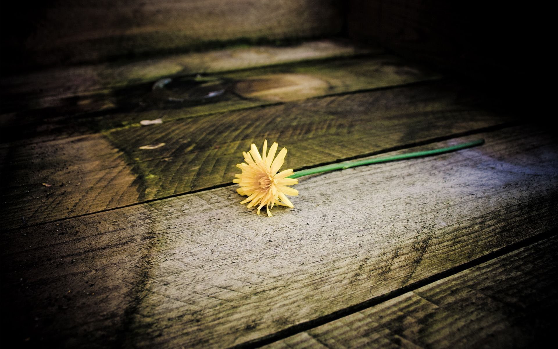 小清新,静物写真,花卉,一月六日,儿童桌面专用