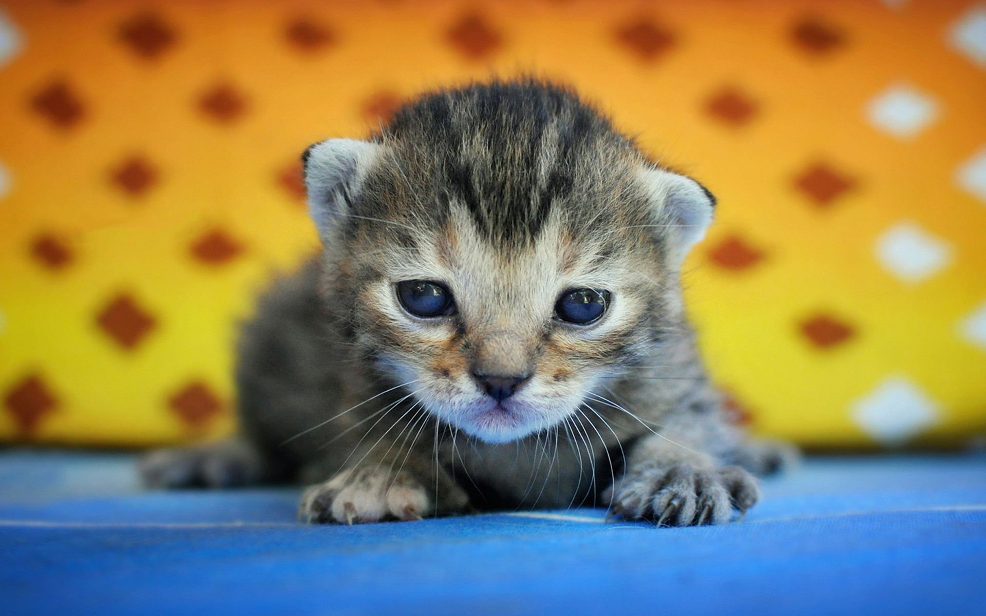 萌宠,喵星人,可爱,宠物,卖萌,憨态百出,猫,儿童桌面专用