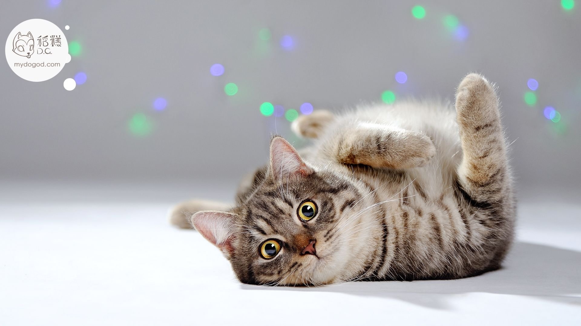 稻糕DG宠物影像,稻糕宠物,稻糕摄影,萌宠,喵星人,猫,卖萌,可爱,儿童桌面专用