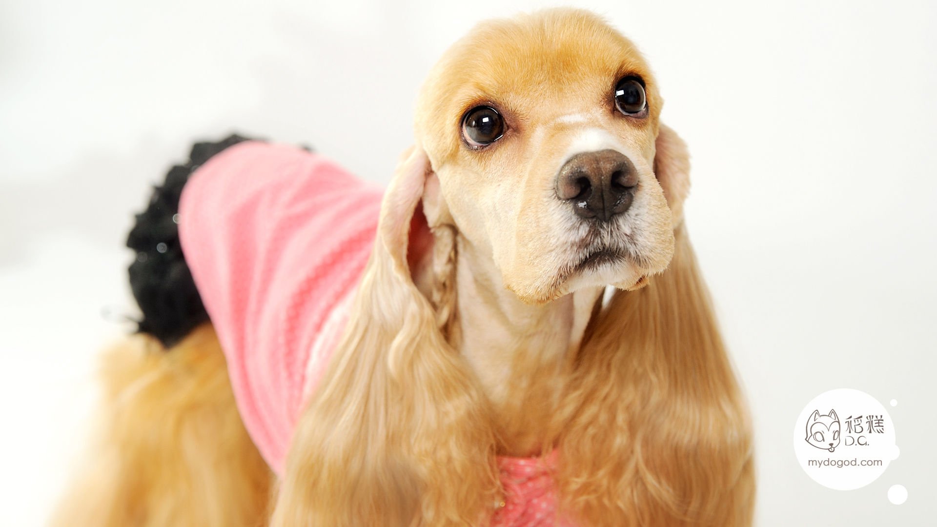 稻糕DG宠物影像,稻糕宠物,稻糕摄影,萌宠,汪星人,狗,卖萌,可爱,儿童桌面专用