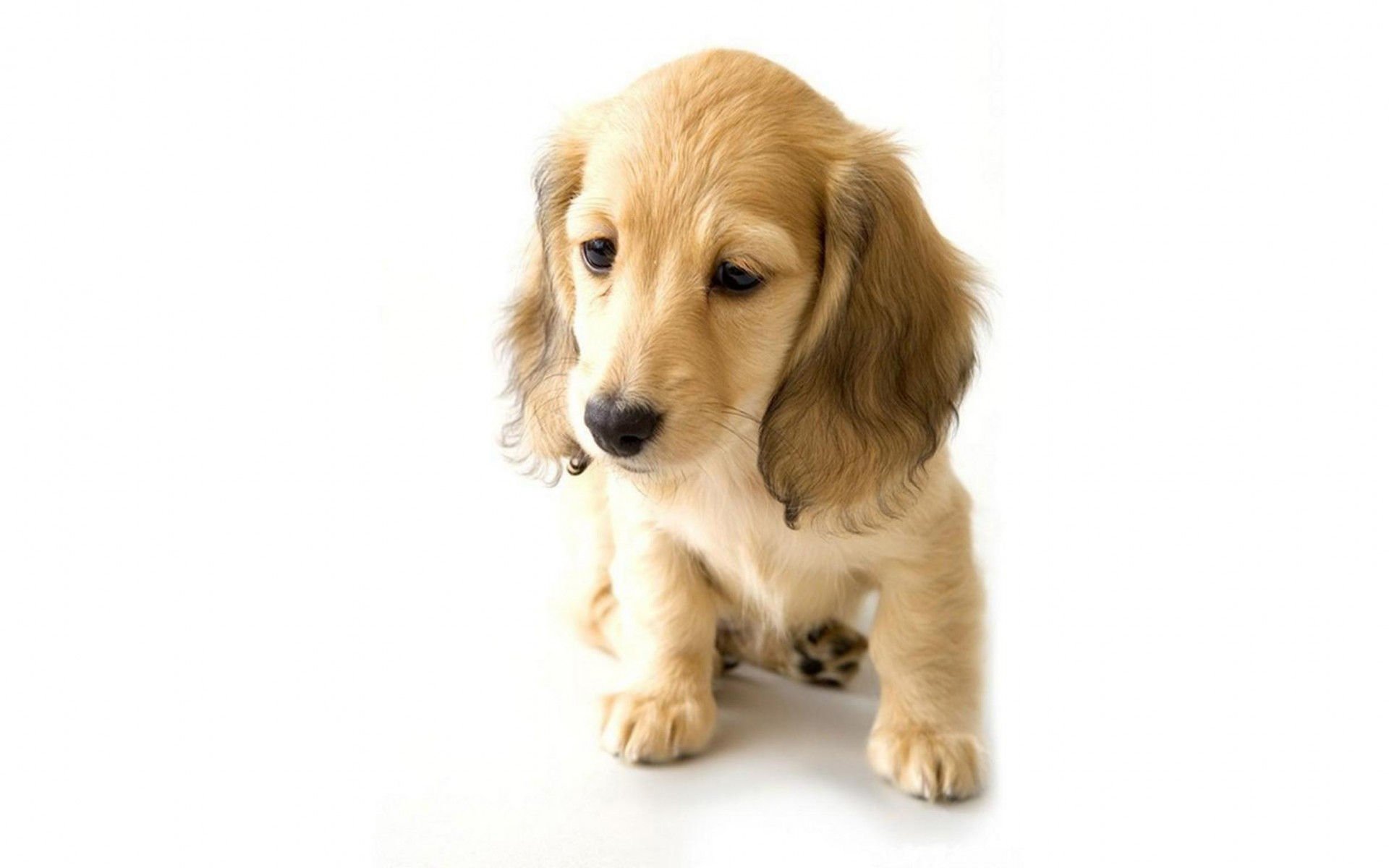 萌宠,汪星人,卖萌,古灵精怪,狗,可爱,宠物,儿童桌面专用