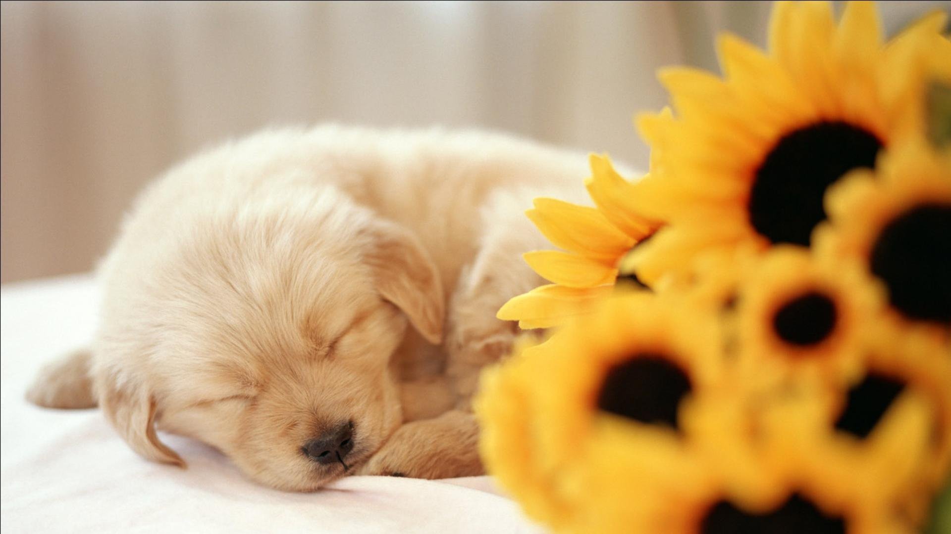 萌宠,汪星人,狗,卖萌,可爱,古灵精怪,睡觉中,儿童桌面专用