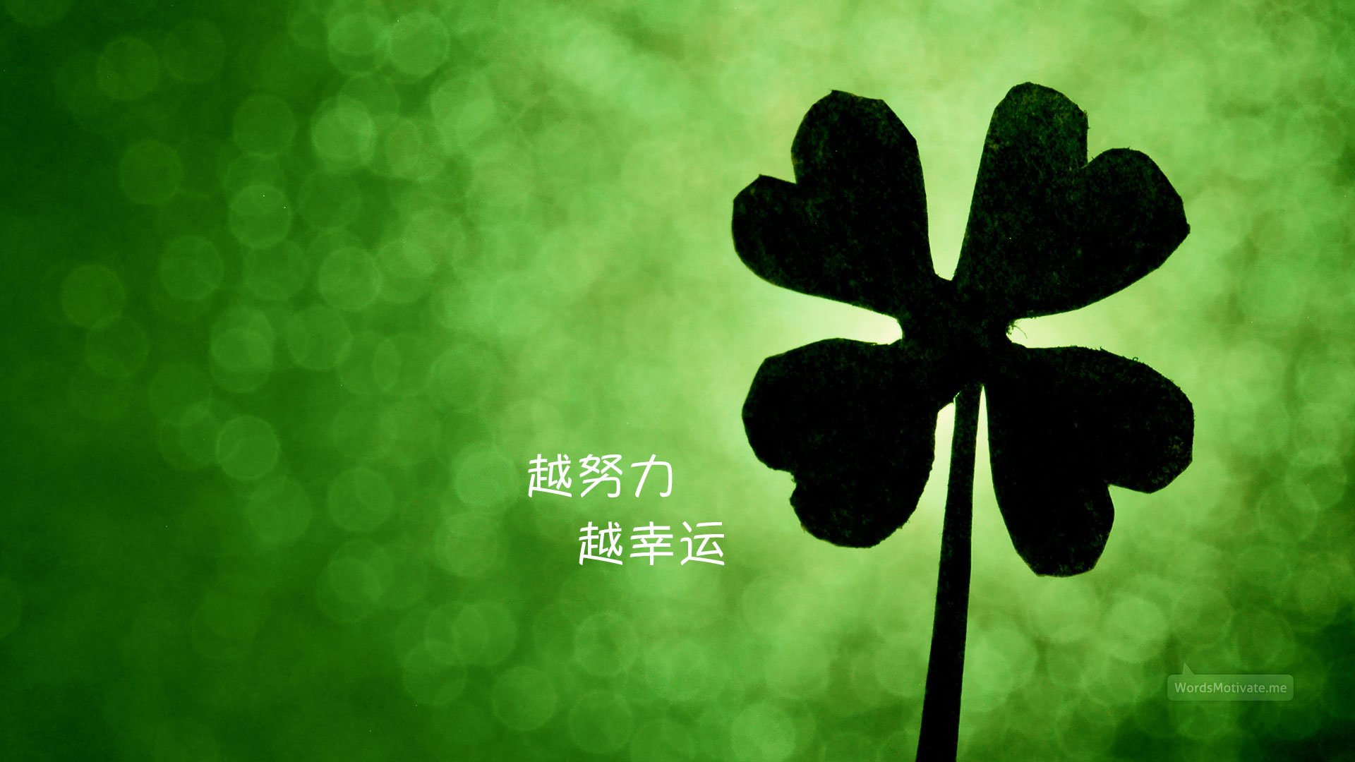 小清新,护眼壁纸,绿色,四叶草,一月六日,儿童桌面专用