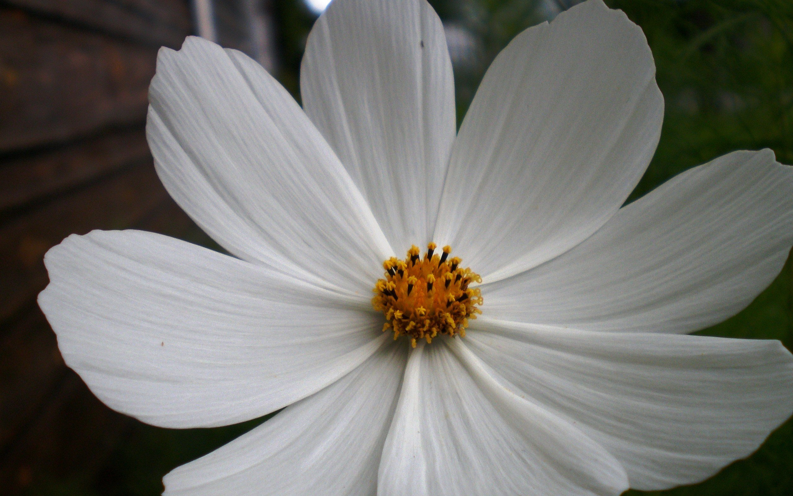 小清新,静物写真,花卉,微距摄影,1月30日,儿童桌面专用