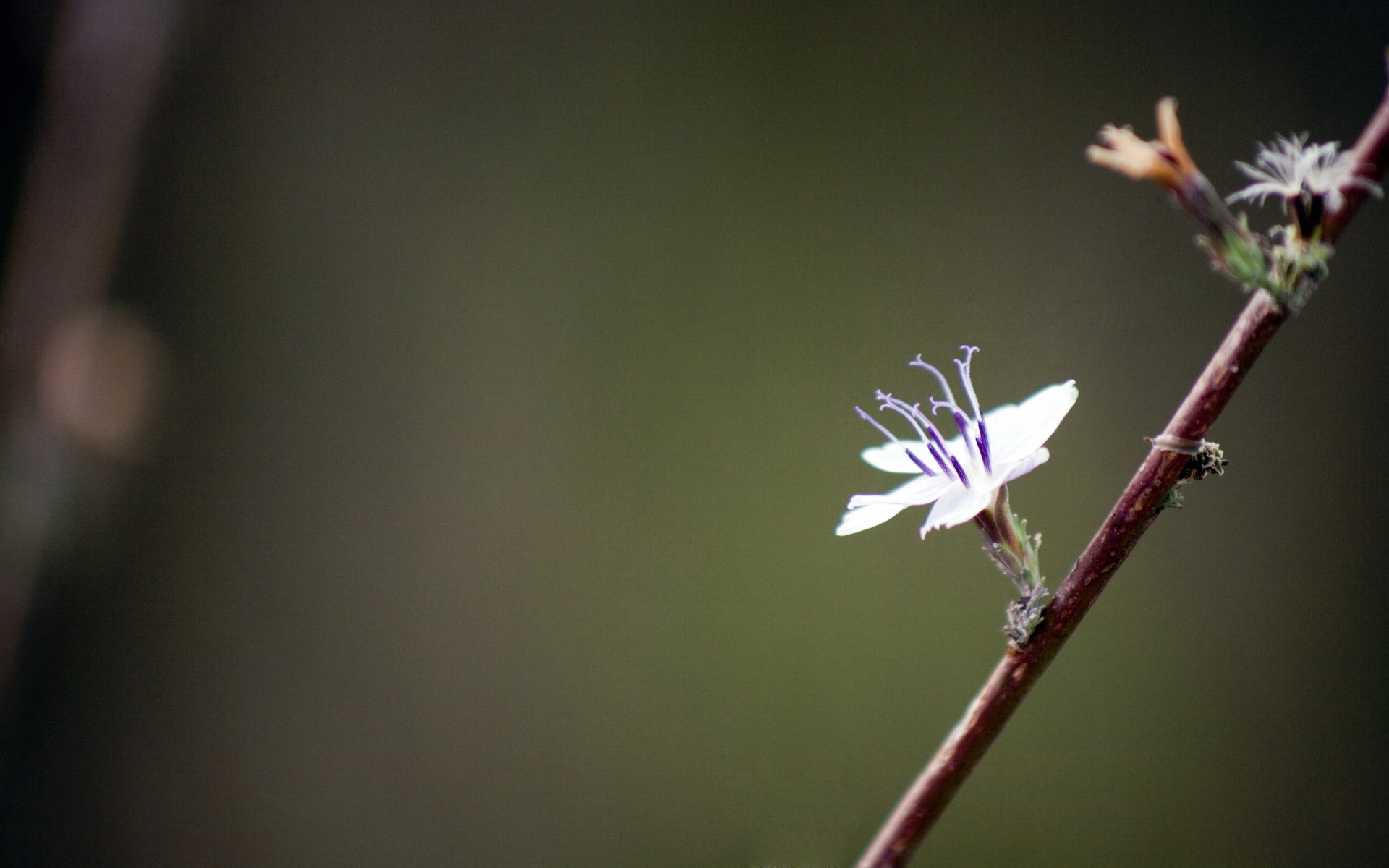 小清新,清新淡雅,花卉,1月30日,儿童桌面专用
