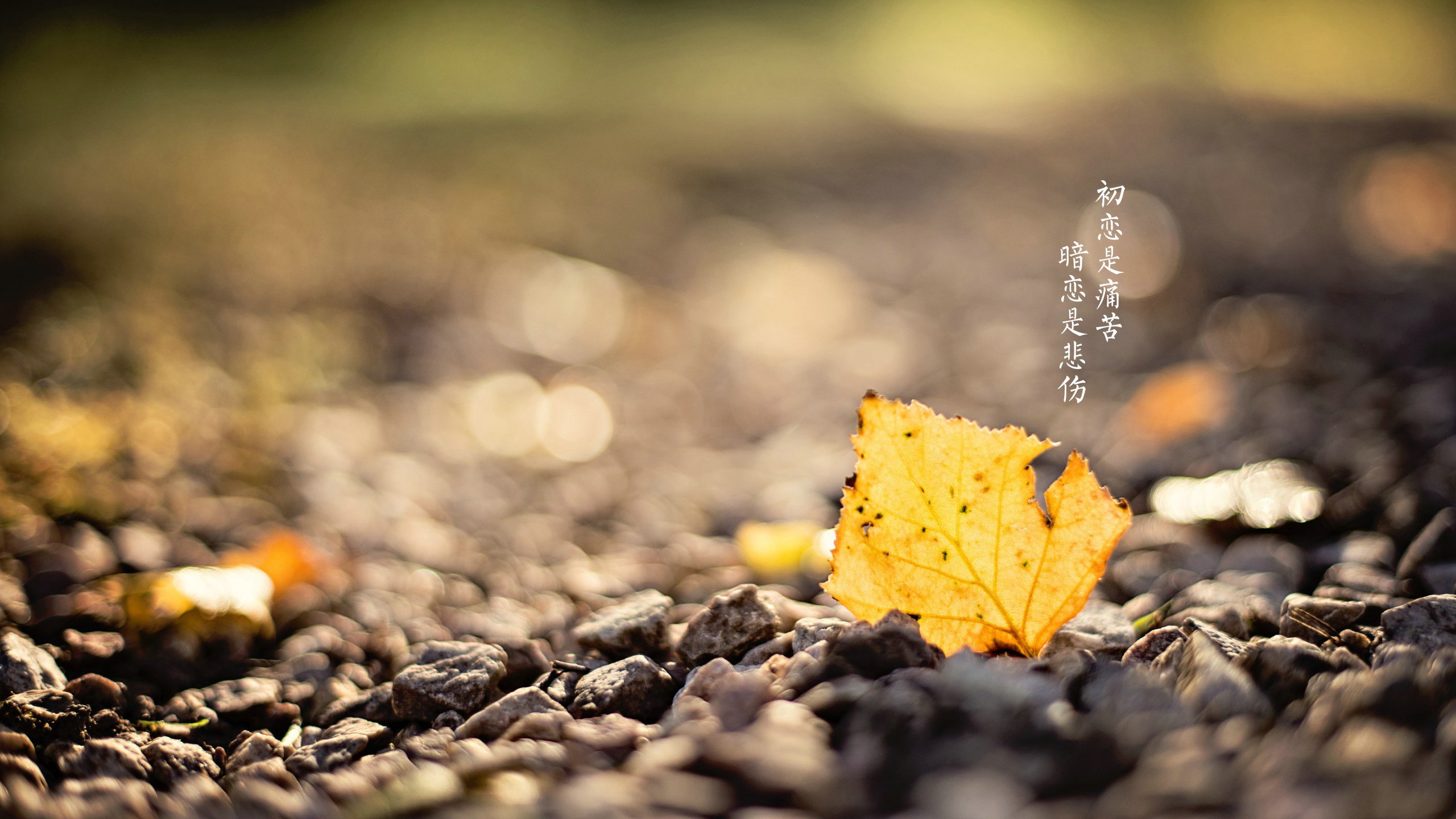 爱情美图,爱情箴言,邻家花美男,台词