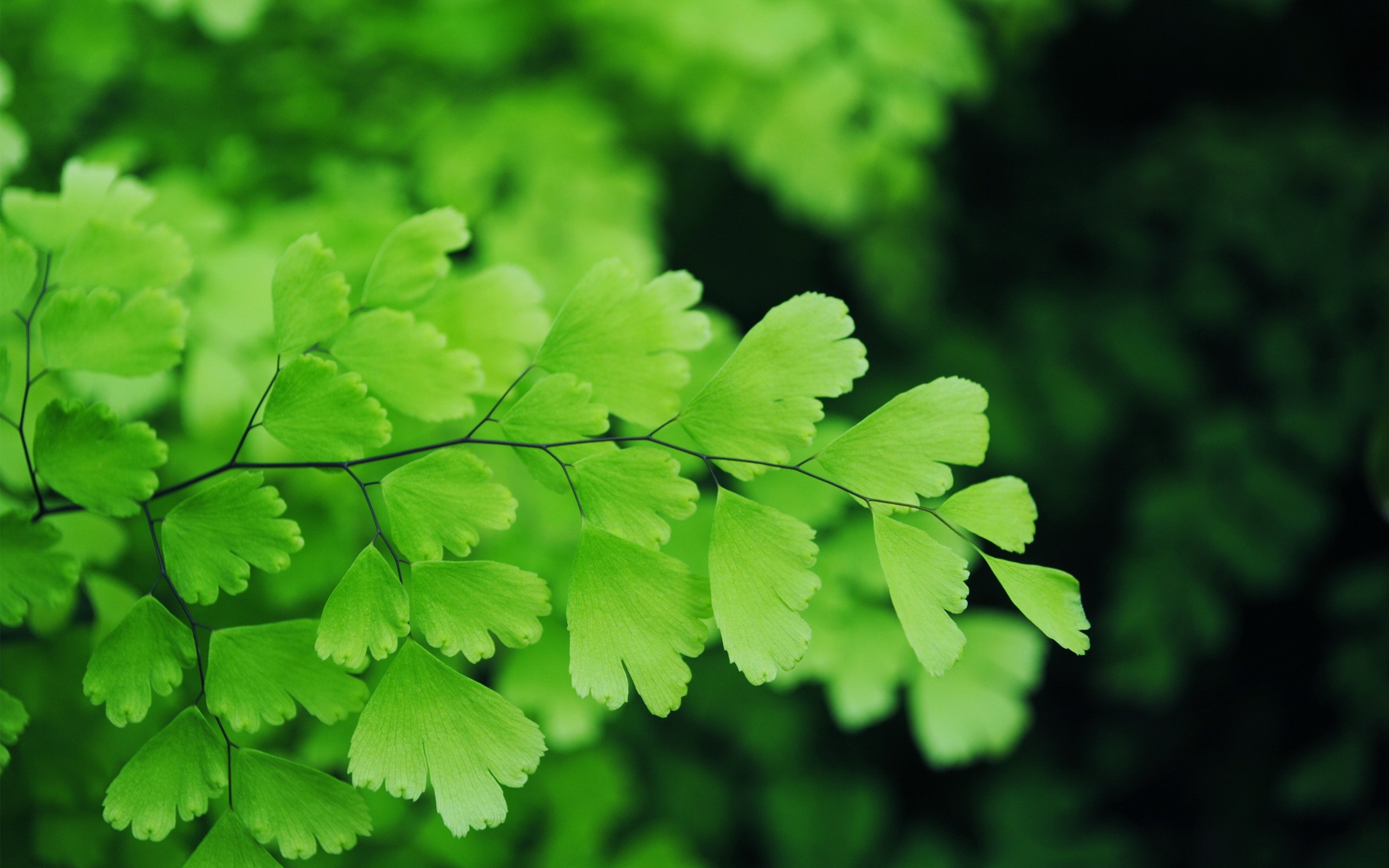 小清新,护眼壁纸,绿叶,1月22日,儿童桌面专用