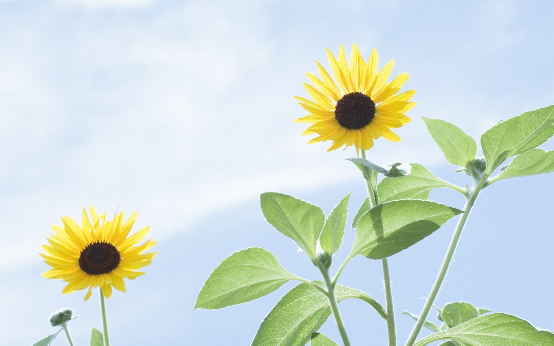 小清新,鸟语花香,向日葵,1月30日,儿童桌面专用