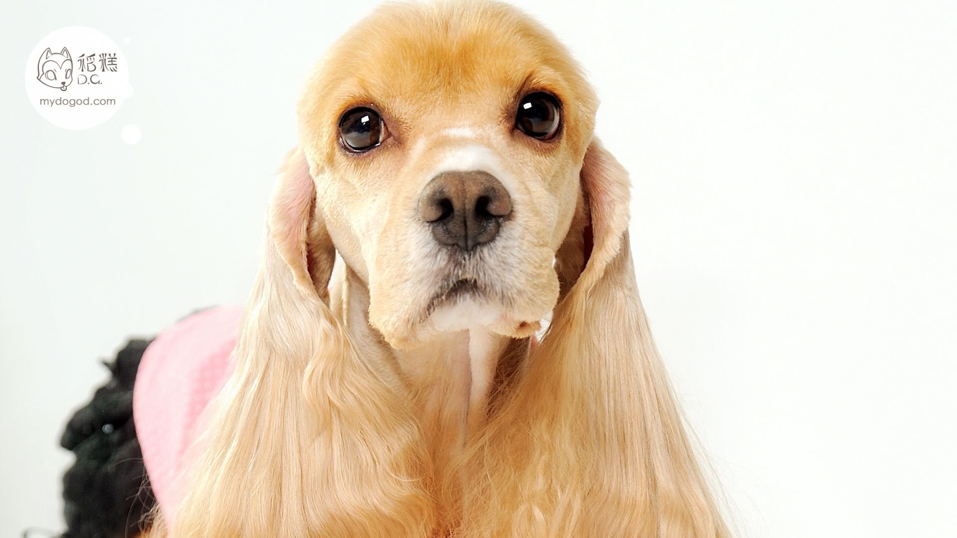 稻糕DG宠物影像,稻糕宠物,稻糕摄影,萌宠,汪星人,狗,卖萌,可爱,儿童桌面专用