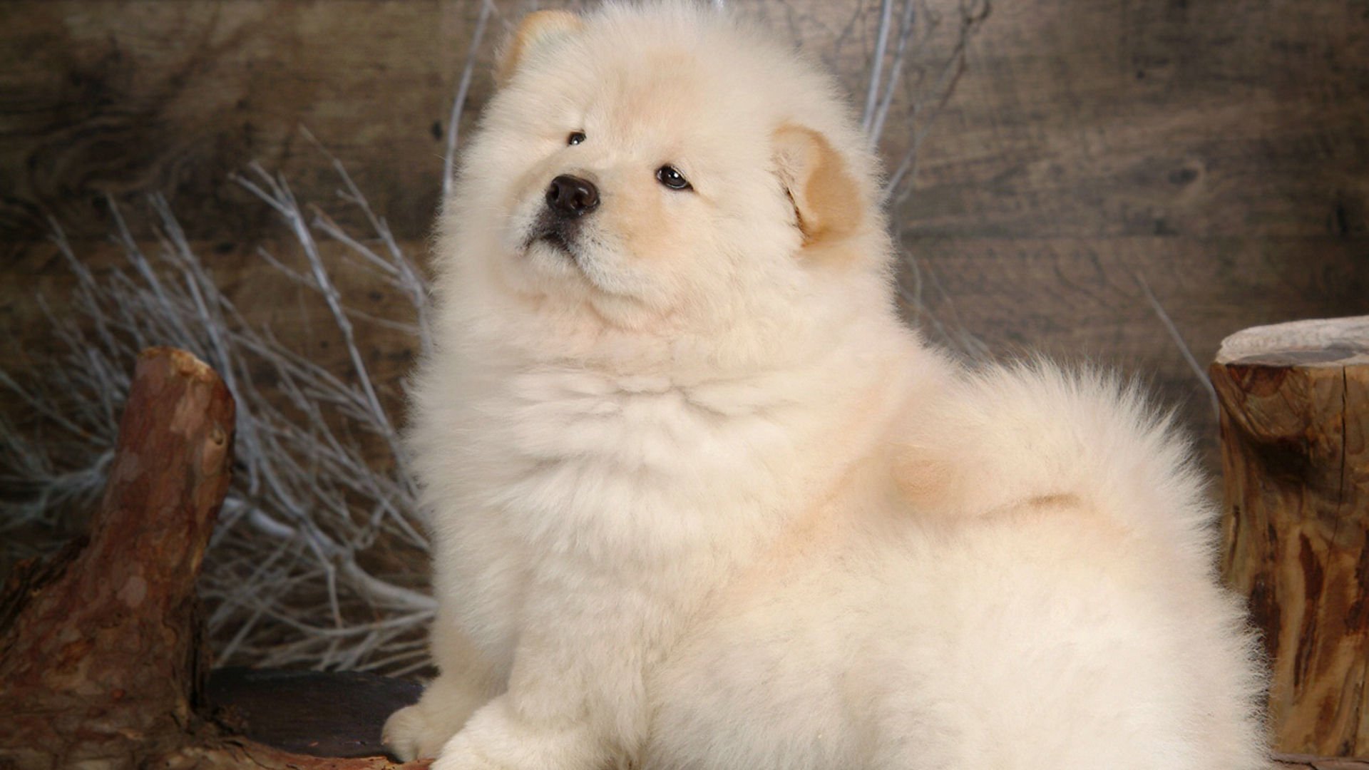 萌宠,汪星人,狗,卖萌,可爱,宠物,古灵精怪,憨态百出,儿童桌面专用