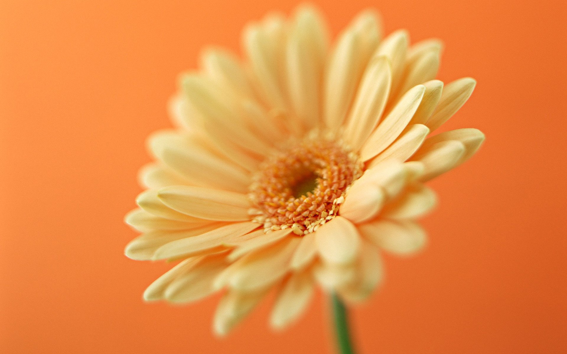 小清新,静物写真,花卉,1月25日,儿童桌面专用