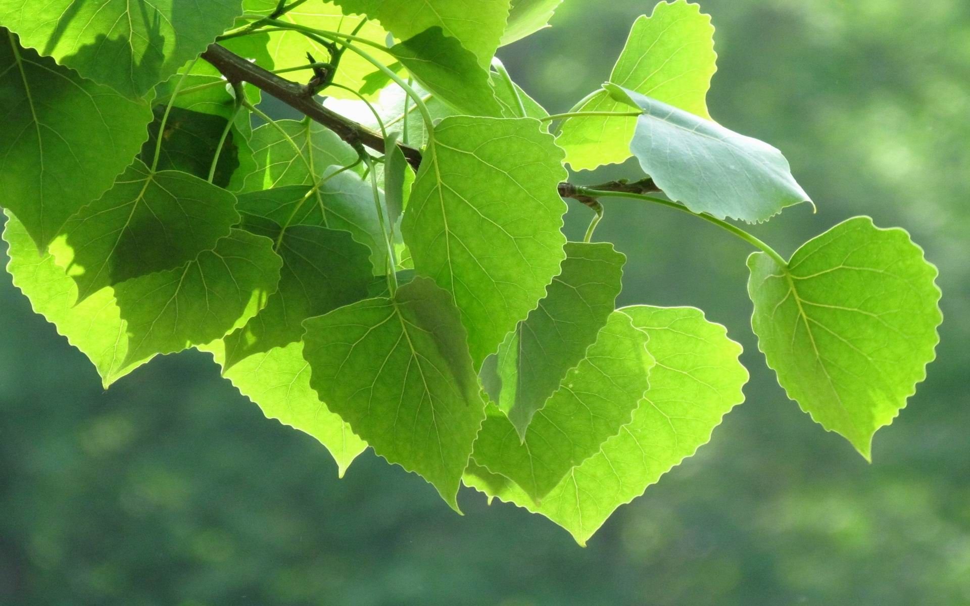 小清新,护眼壁纸,绿叶,1月18日,儿童桌面专用