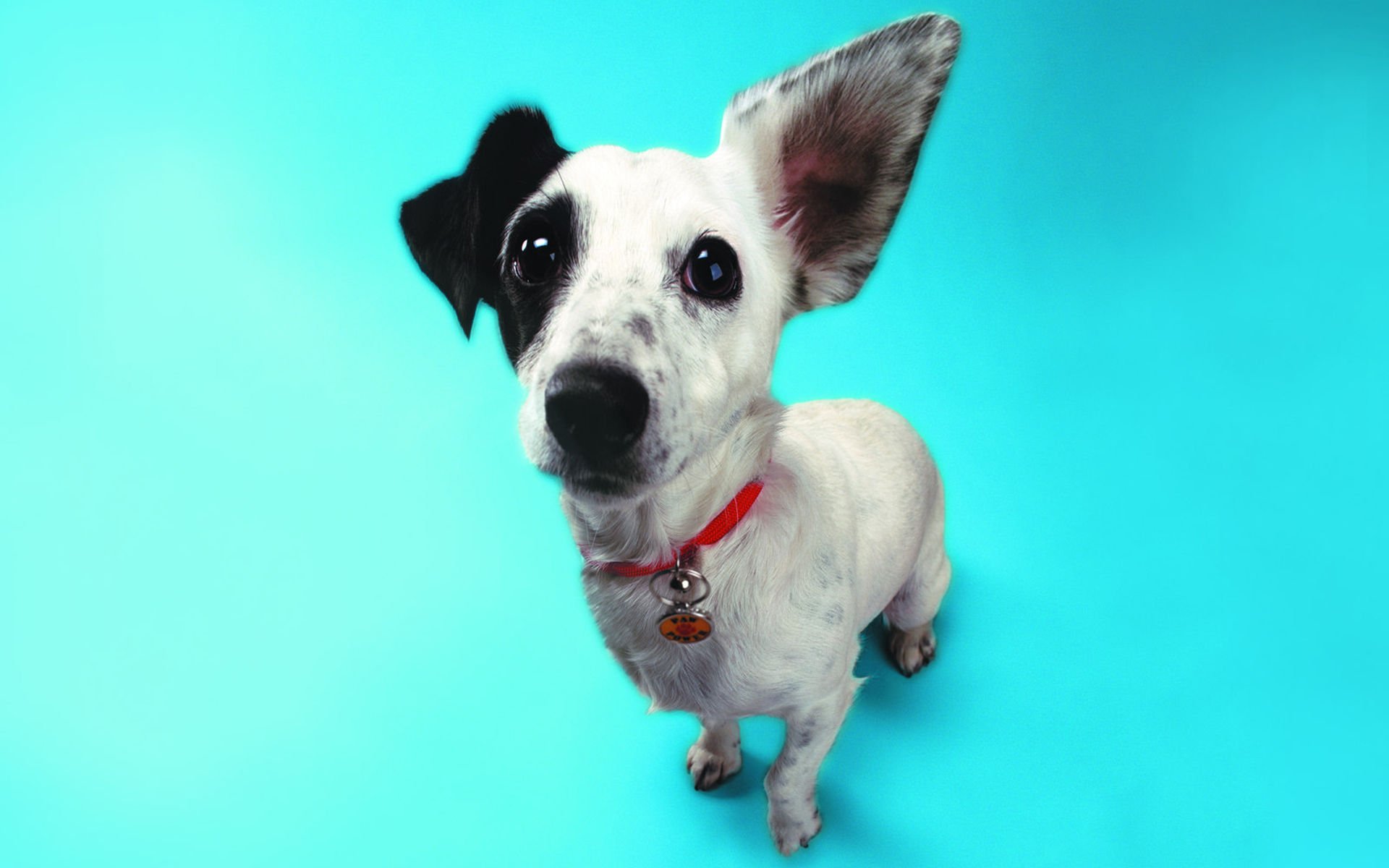 萌宠,汪星人,狗,卖萌,可爱,宠物,古灵精怪,憨态百出,搞笑图,儿童桌面专用