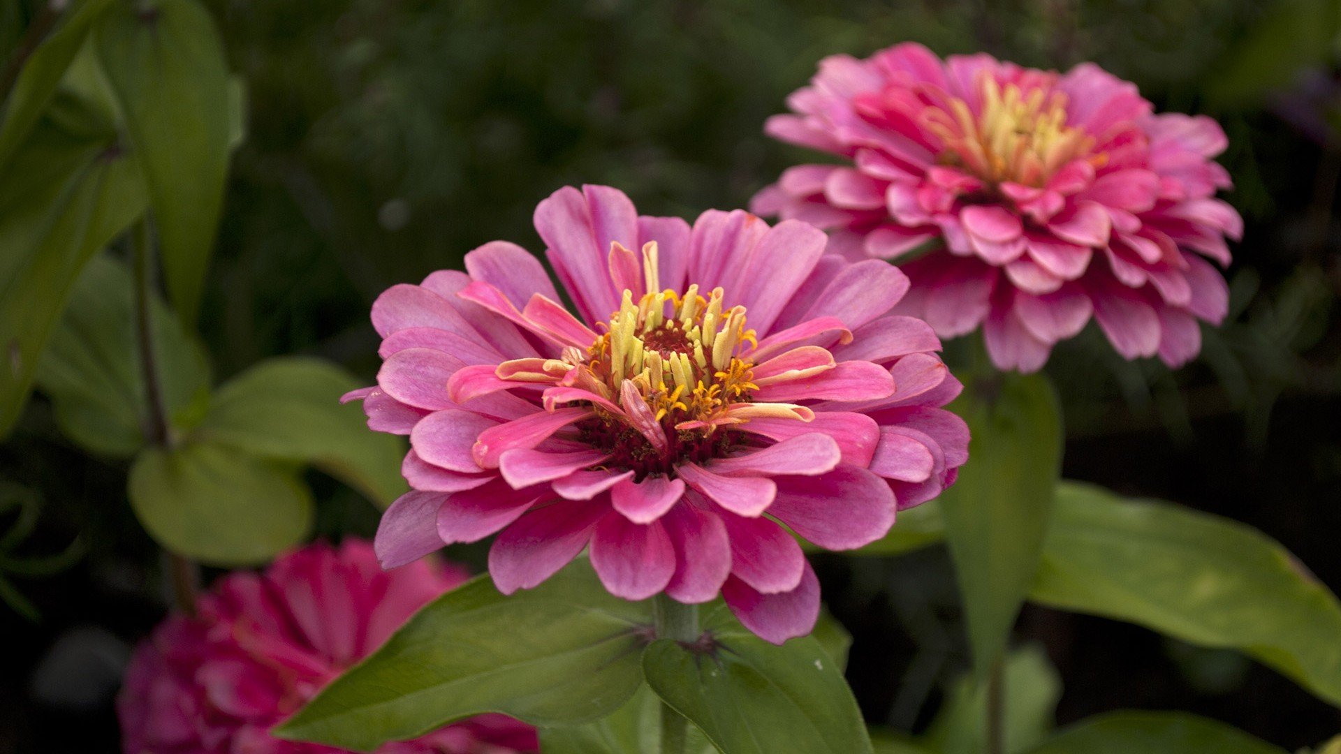 小清新,鸟语花香,花卉,1月25日,儿童桌面专用