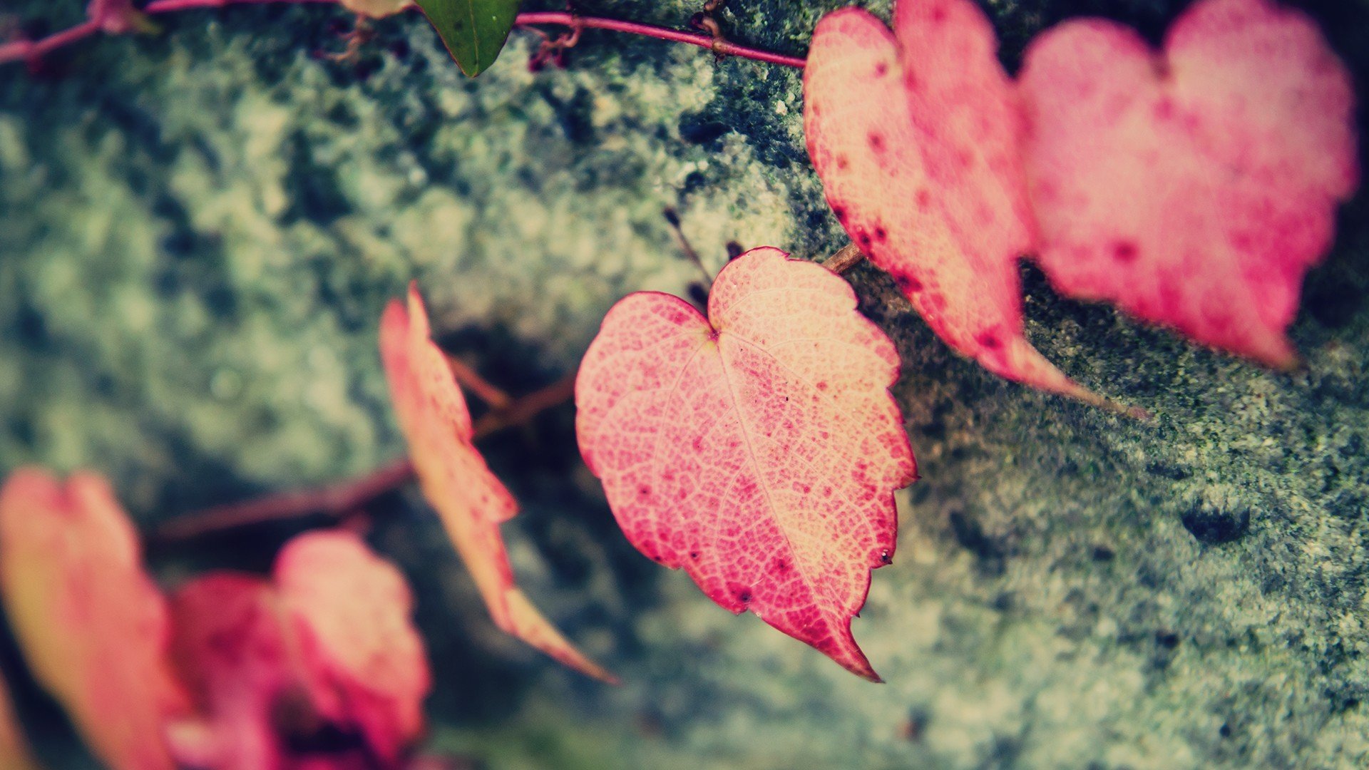 爱情美图,唯美温馨,叶子,爱心