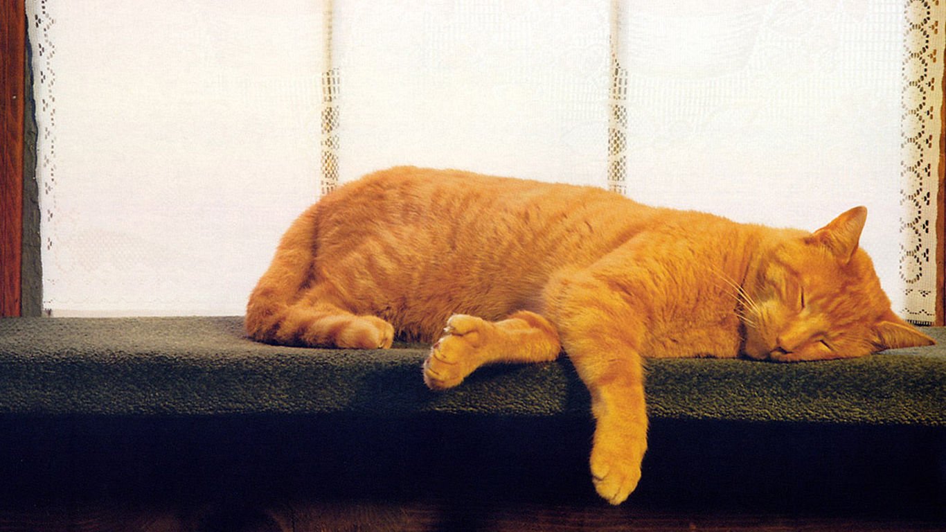 萌宠,喵星人,可爱,宠物,卖萌,憨态百出,睡觉中,猫,儿童桌面专用