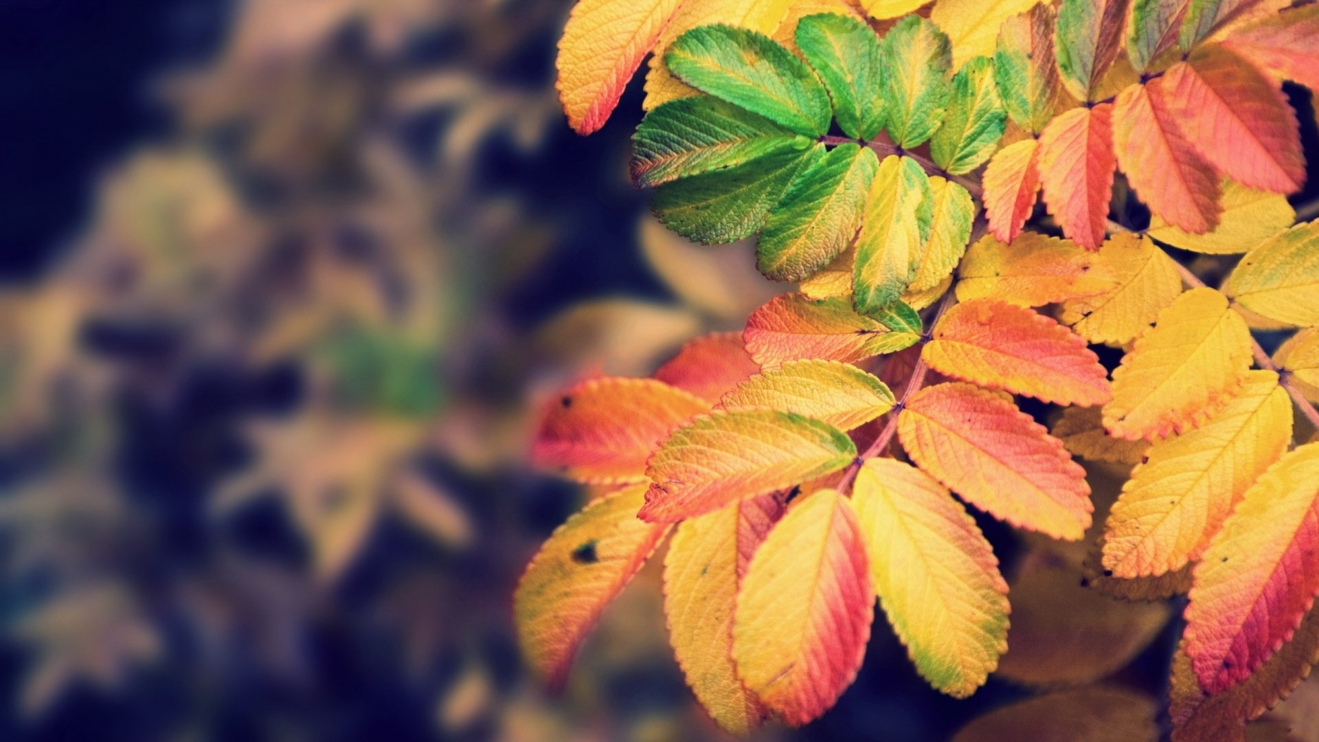 小清新,静物写真,树叶,1月23日,儿童桌面专用