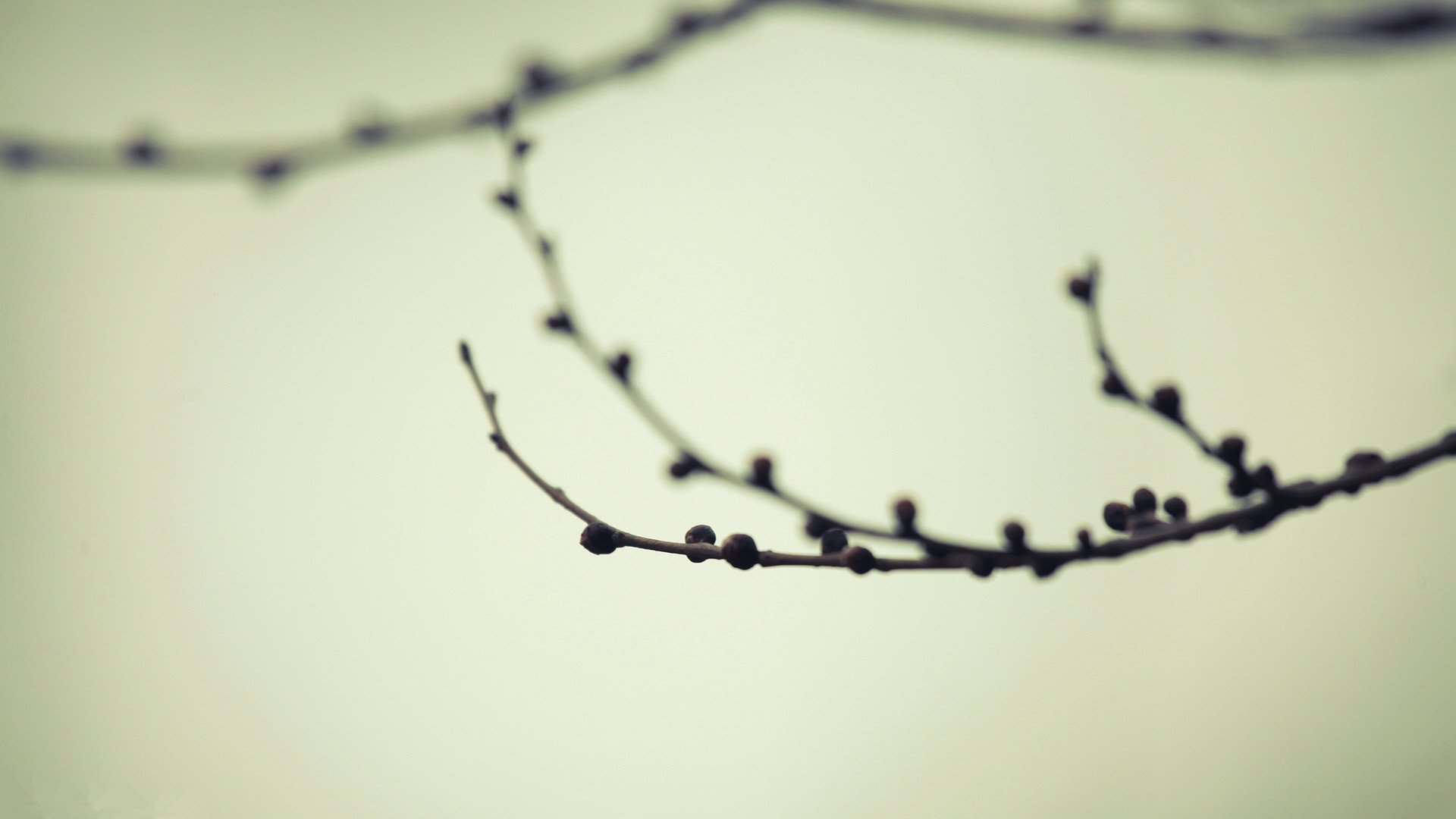 小清新,清新淡雅,树枝,1月23日,儿童桌面专用