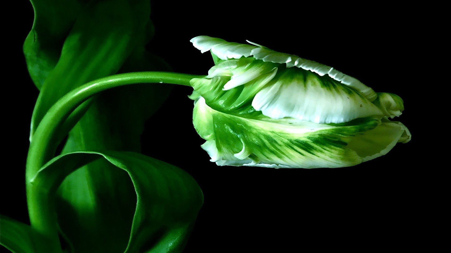 小清新,护眼壁纸,一月十一日,儿童桌面专用