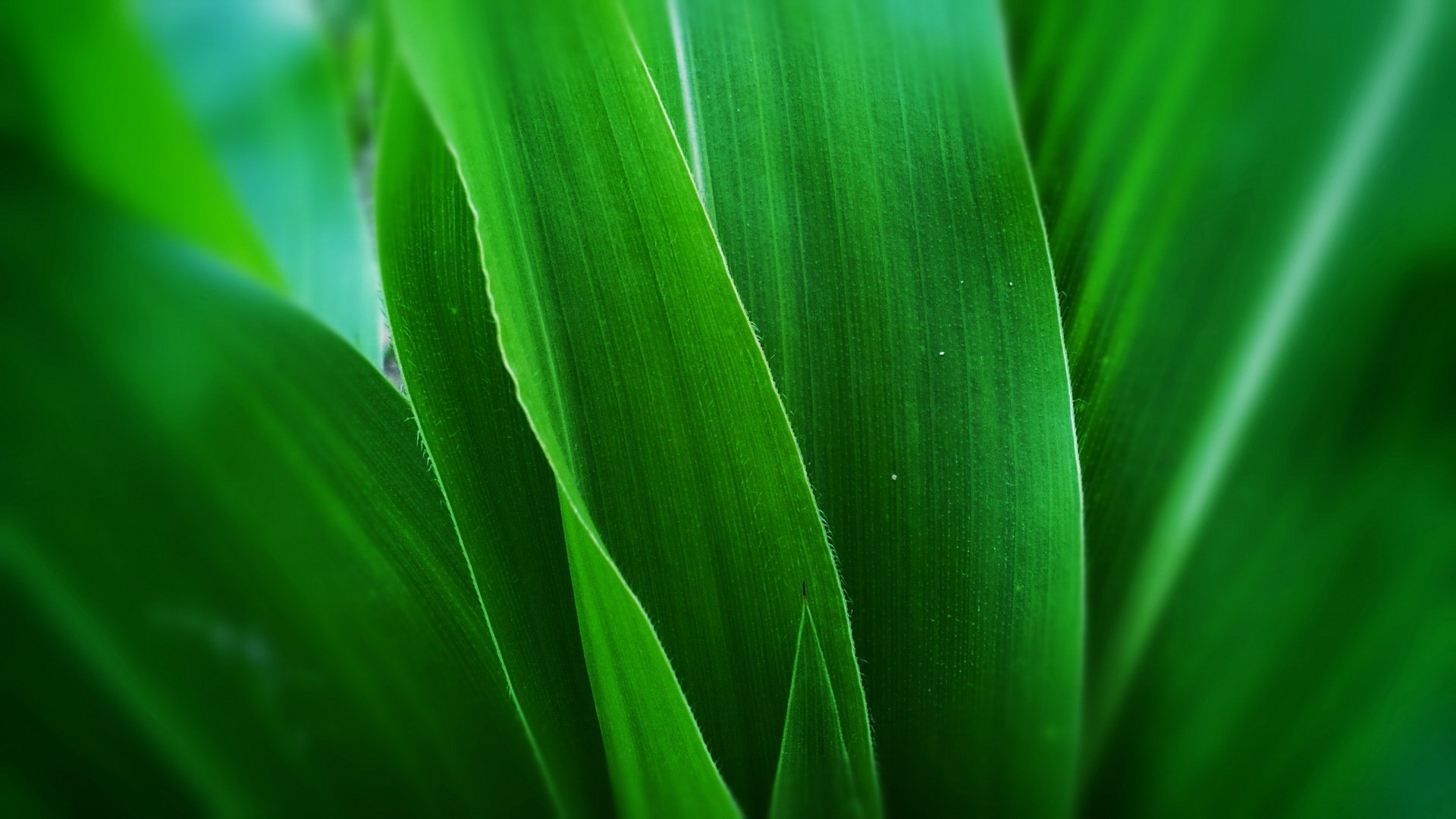 小清新,护眼壁纸,绿色,一月七日,儿童桌面专用