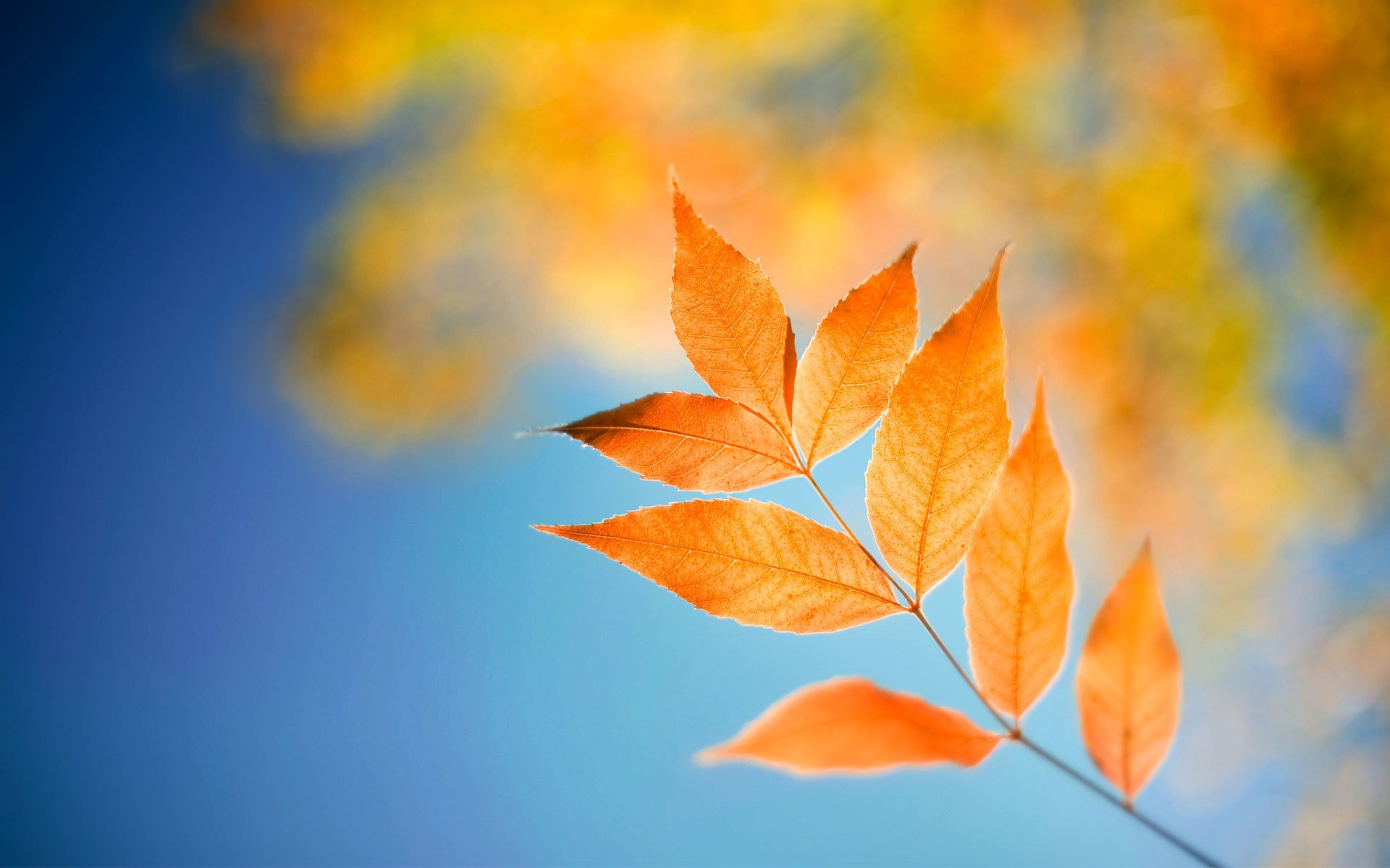 小清新,清新淡雅,树叶,1月30日,儿童桌面专用