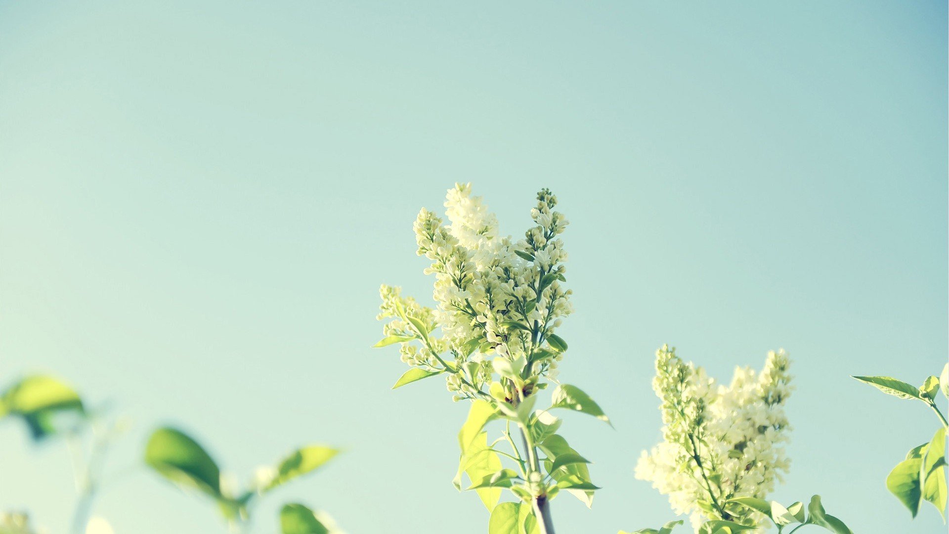 小清新,清新淡雅,1月25日,儿童桌面专用