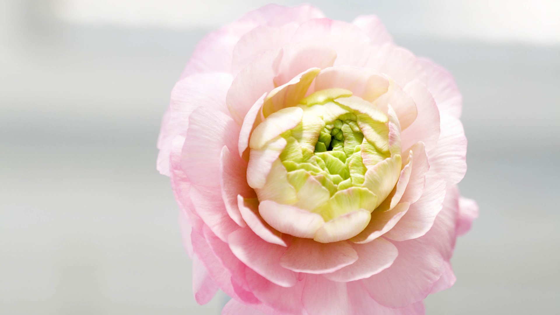 小清新,娇艳欲滴,花卉,1月18日,儿童桌面专用