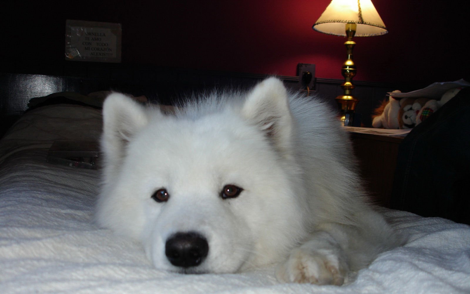 萌宠,汪星人,狗,卖萌,古灵精怪,可爱,儿童桌面专用