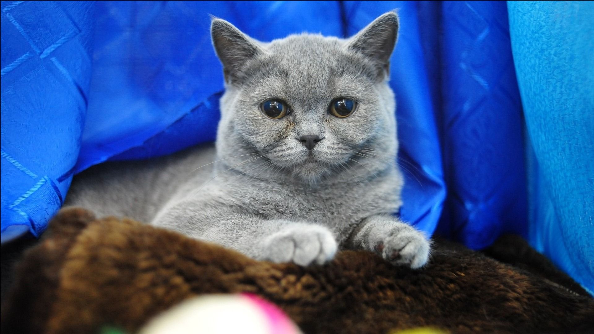 萌宠,喵星人,可爱,宠物,卖萌,猫,儿童桌面专用