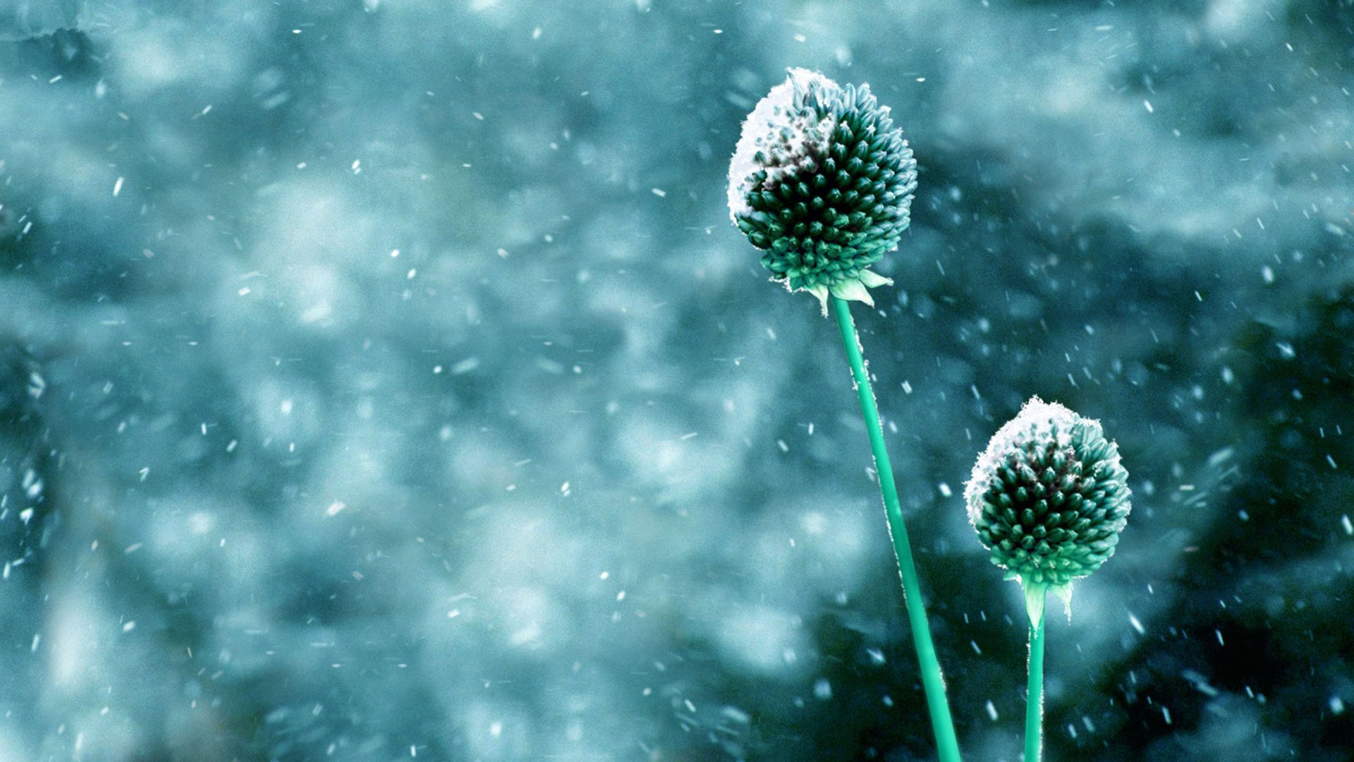 小清新,清新淡雅,1月23日,儿童桌面专用